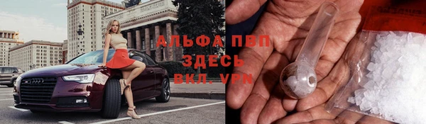 стаф Аркадак