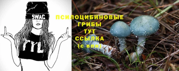 шишки Арсеньев